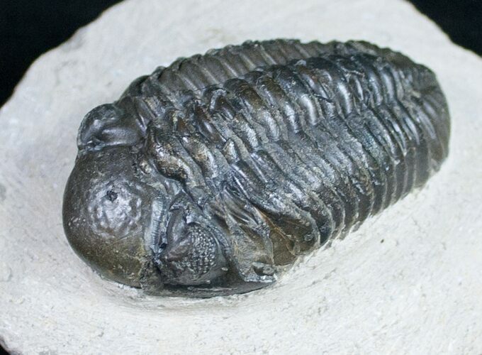 Bargain Phacops Trilobite Fossil - #9734